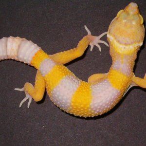 BellALbino1_5-30