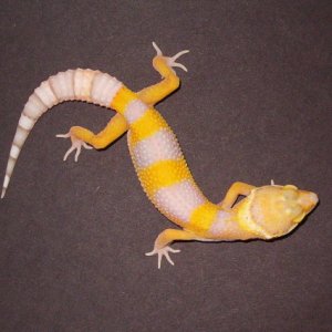 BellALbino_5-30