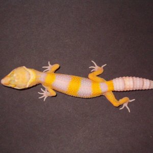 BellALbino0_5-30