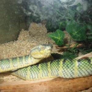 wiggles