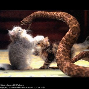 cats suck