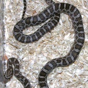 femoryi2