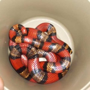Triple Het Male Hondo