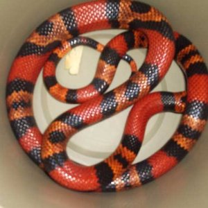 3 het Female Tang. Hondo