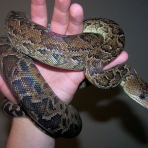 Carmen - Female Cuban Boa