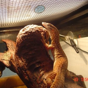 Yellow Ackie