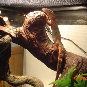 Yellow Ackie