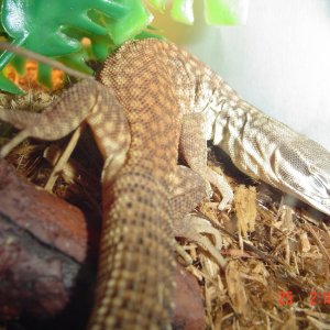 Yellow Ackie