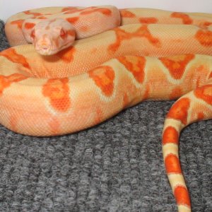coral sunglow boa