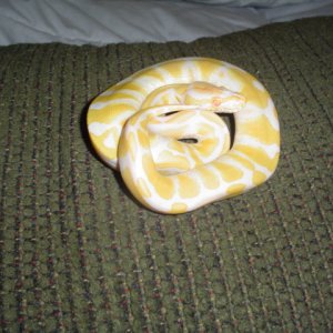 ballpythons002