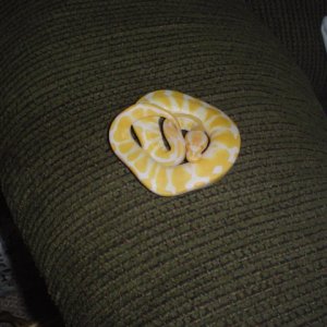 ballpythons001