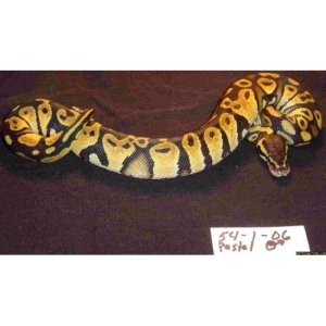 pastel_3