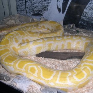 Alb Male Burm 6-7'