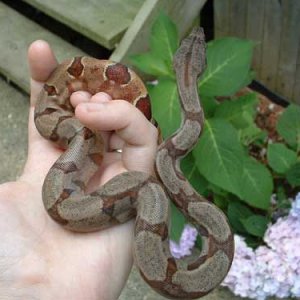 Warhol - 06 pos super hypo - 1.5 months old
