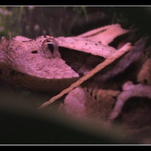 Hidden