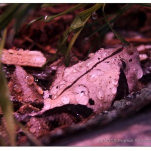 Raindrops