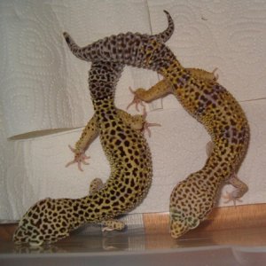 het_bell_n_patternless2_F