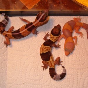 fat-tail_geckos2