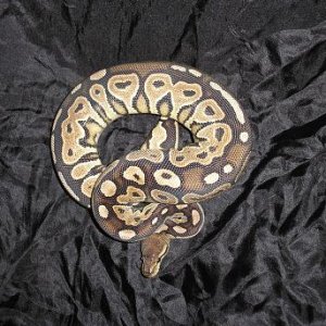 CinnamonFemale