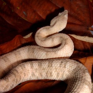 Cream Porthidium lansbergii