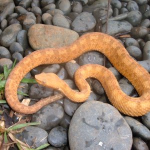 Orange Porthidium lansbergii