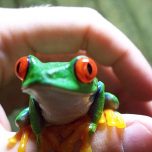 Adult Male Red-Eye