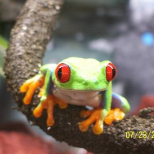 Adult Female Red-Eye