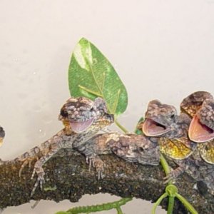 Our babies