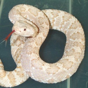 Panamint Albino