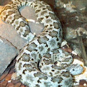 Mexican Dusky