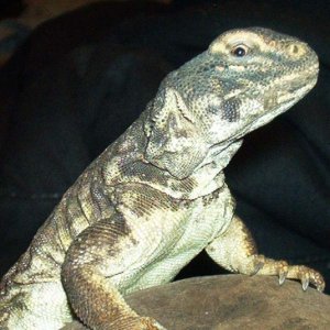 Female Uro