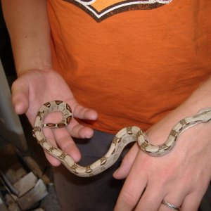 Female red tail
