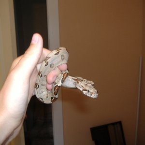 Female red tail
