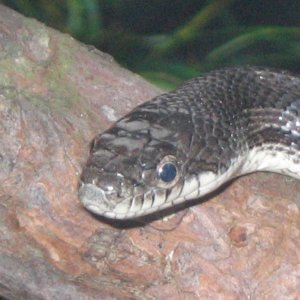 Eastern black rat