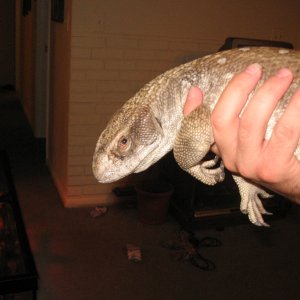 Wilbur