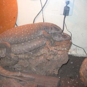 Male and Female savs