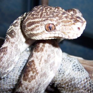 ATB-Choco Late'
