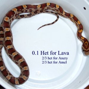 Normal Het for Lava female