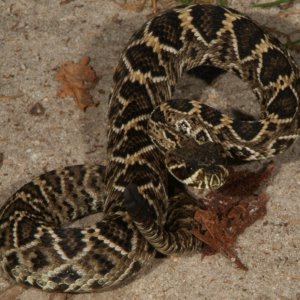 Little rattler laying in the path