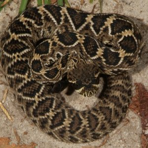 Little rattler laying in the path