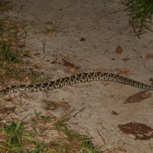 Little rattler laying in the path