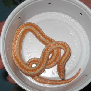 AlbinoRosyBoaFemale1