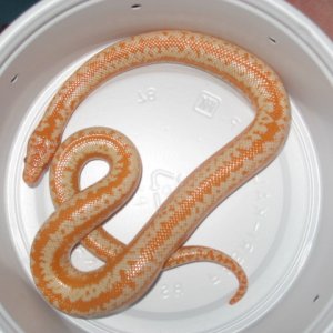 AlbinoRosyBoaFemale2