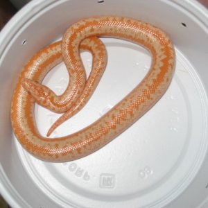 AlbinoRosyBoaMale