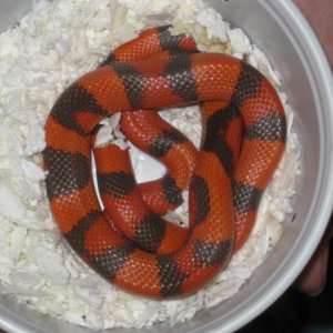 HypoHonduran_Male