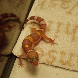 bichitos010