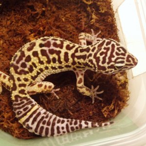 bichitos006