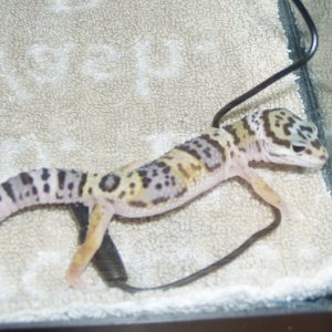 bichitos003