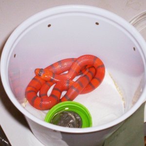 "extreme" Hypo