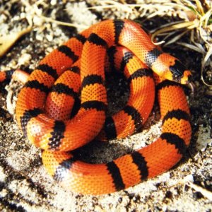 Tangerine Honduran Milksnake